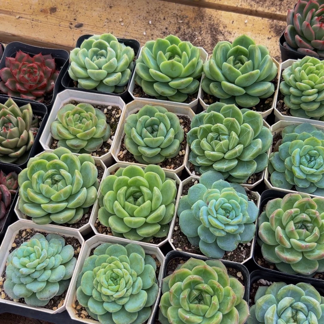 坏***️521的最后一个小时我还没看