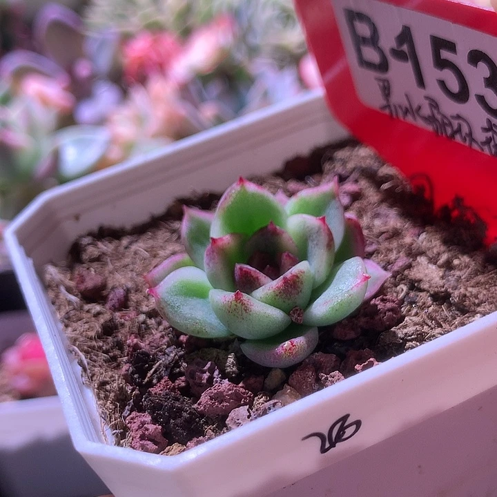 黑水晶玫瑰覆轮锦有根