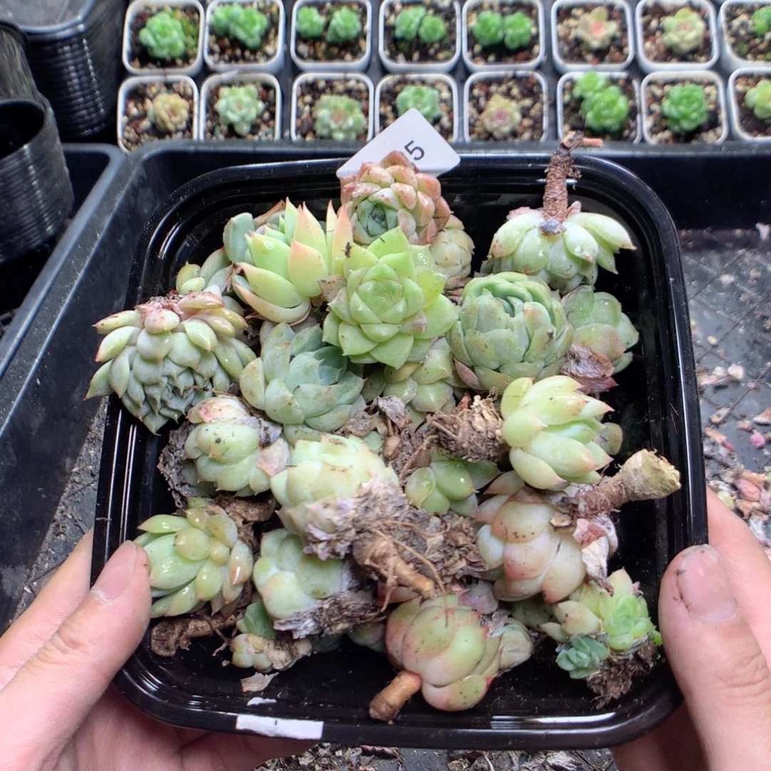 无花朵W25英语英语英语英语英语英语英语英语