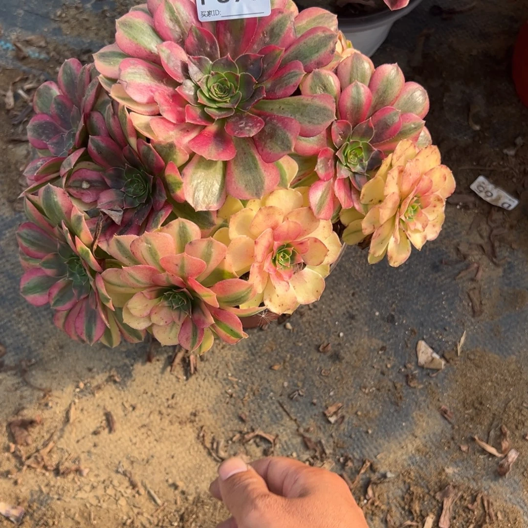 695雨荷多肉植物法师多肉