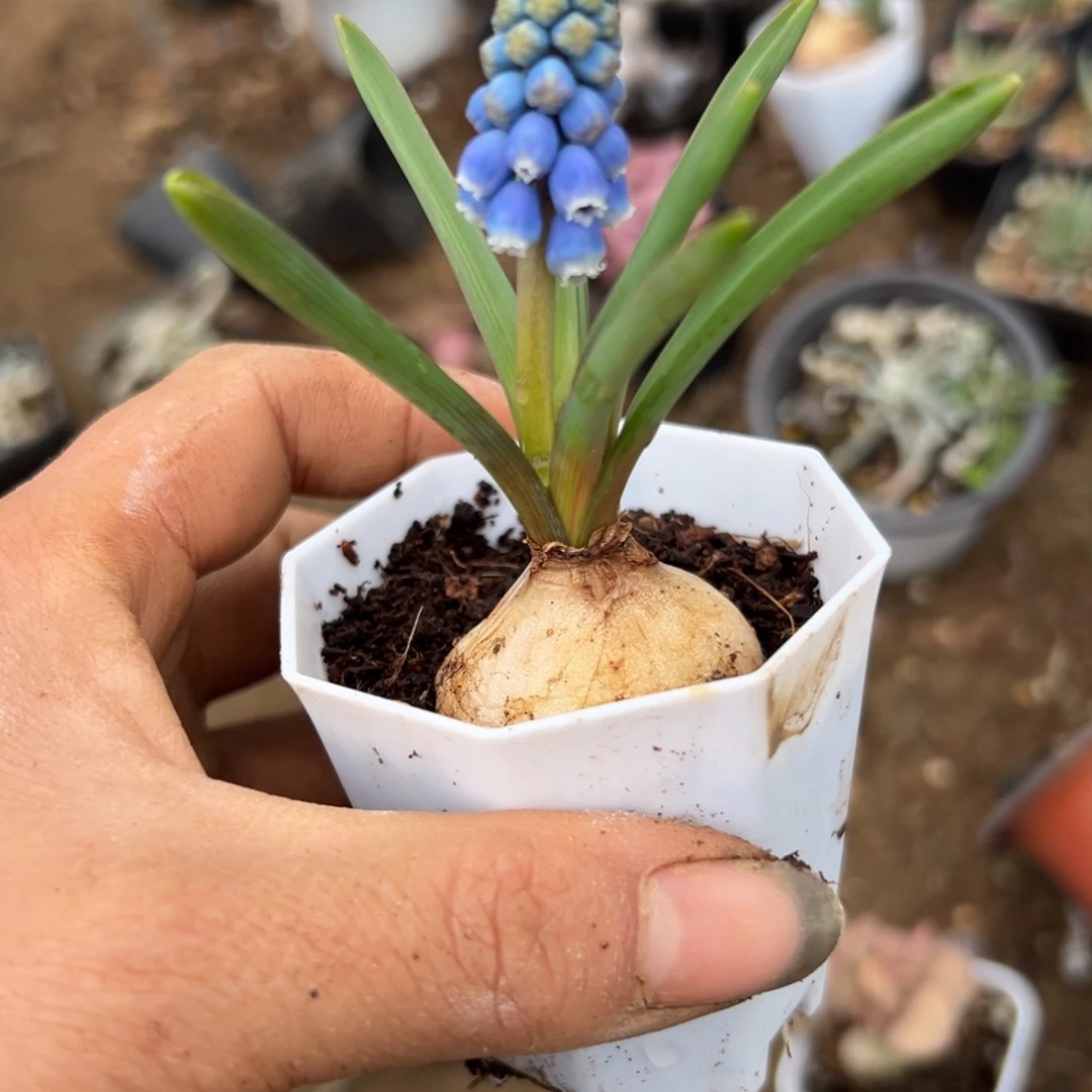 多婆婆我摸营养液