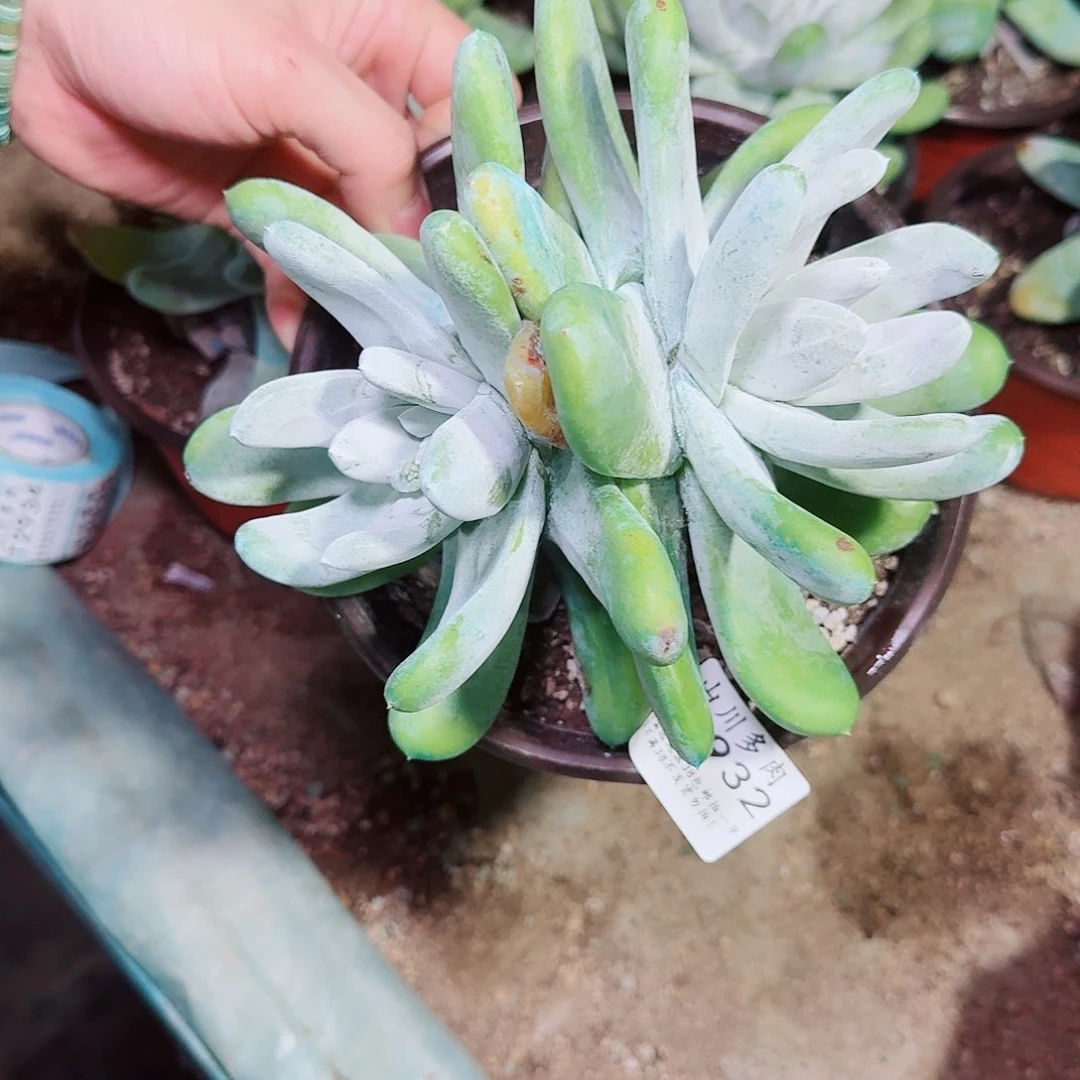 2932拇指仙女杯多肉