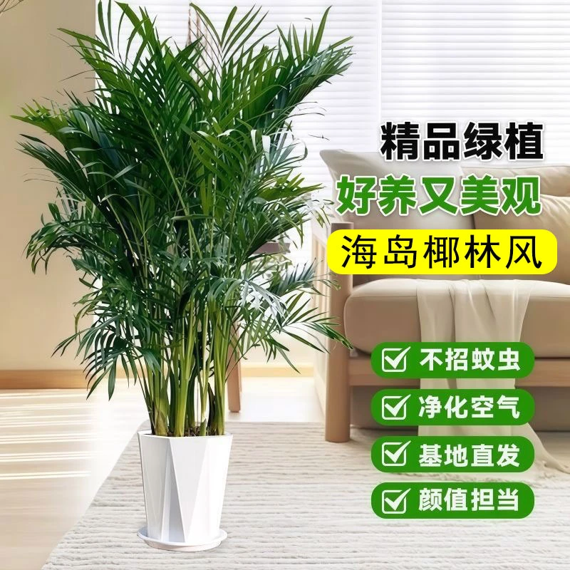富贵椰子盆栽室内绿植网红植物客厅办公室装饰摆件自家基地直发