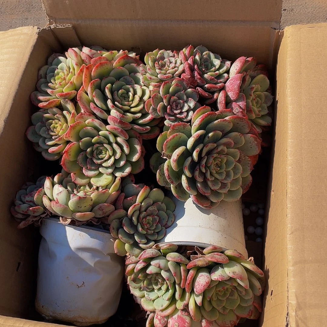 三文鱼4颗带盆土多肉组合19.8