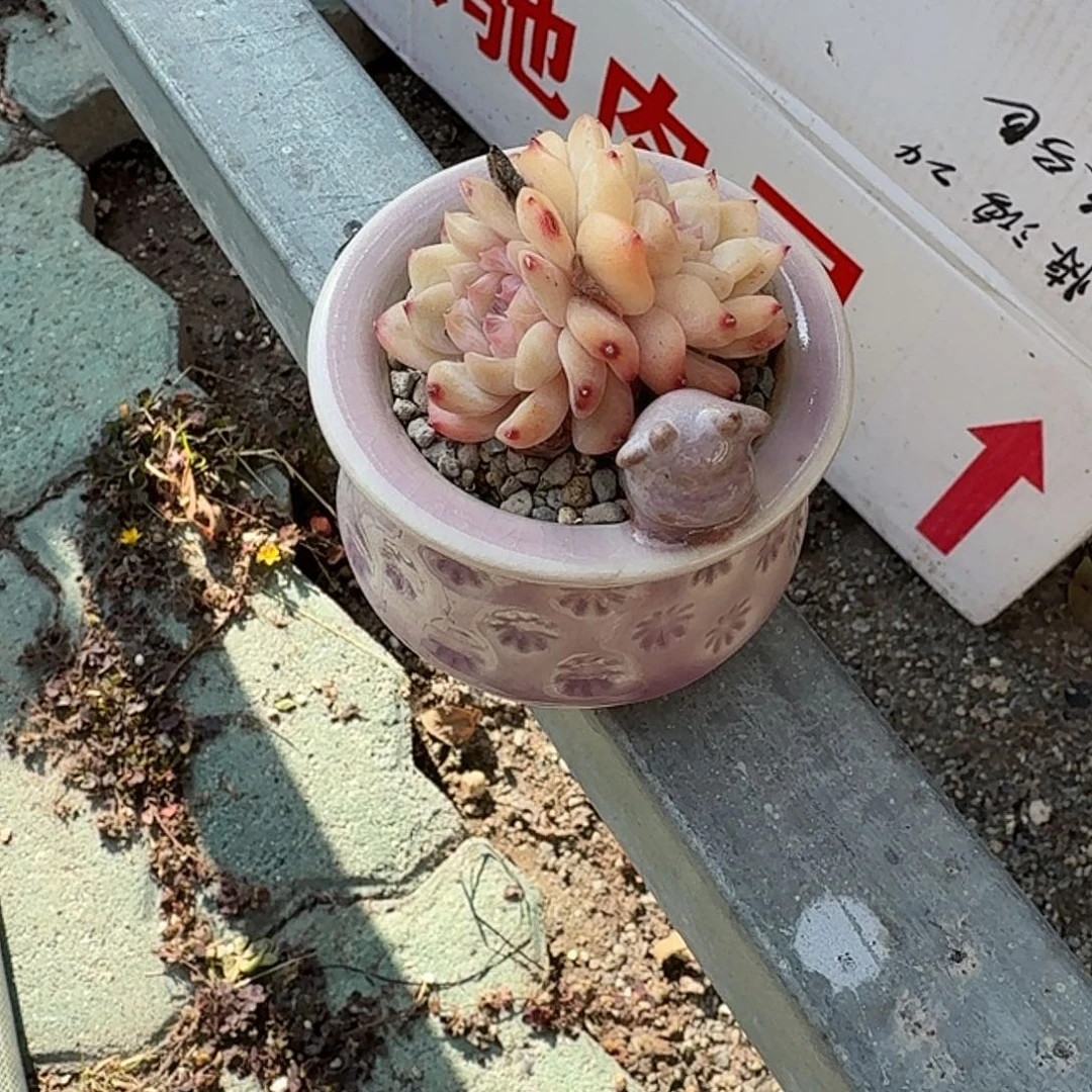 *****摩西花盆带冰坡双头