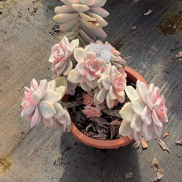 向***妹白皮复伦锦粉锦，一物一拍