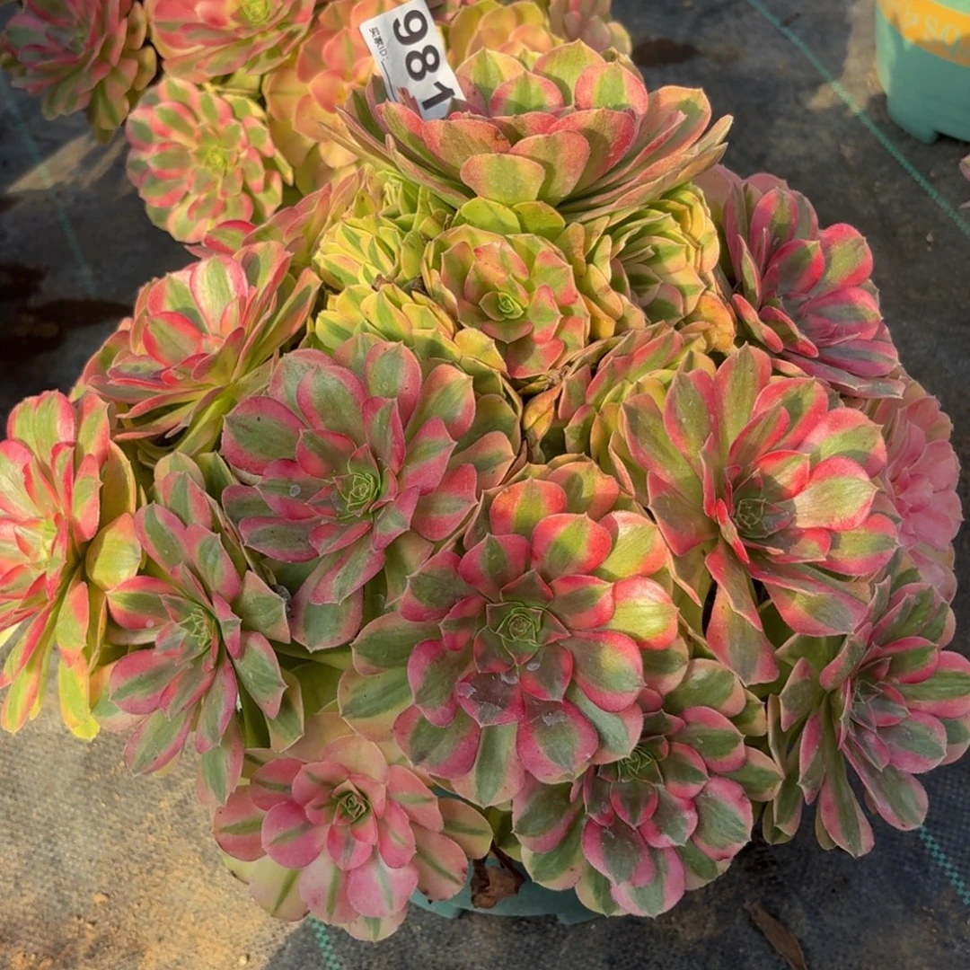 981巨大雨河多肉植物