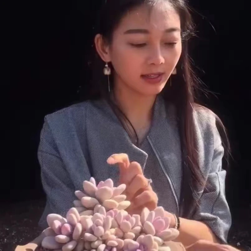 云漫多肉  大红袍板子缀 （晾根5-7天发货）