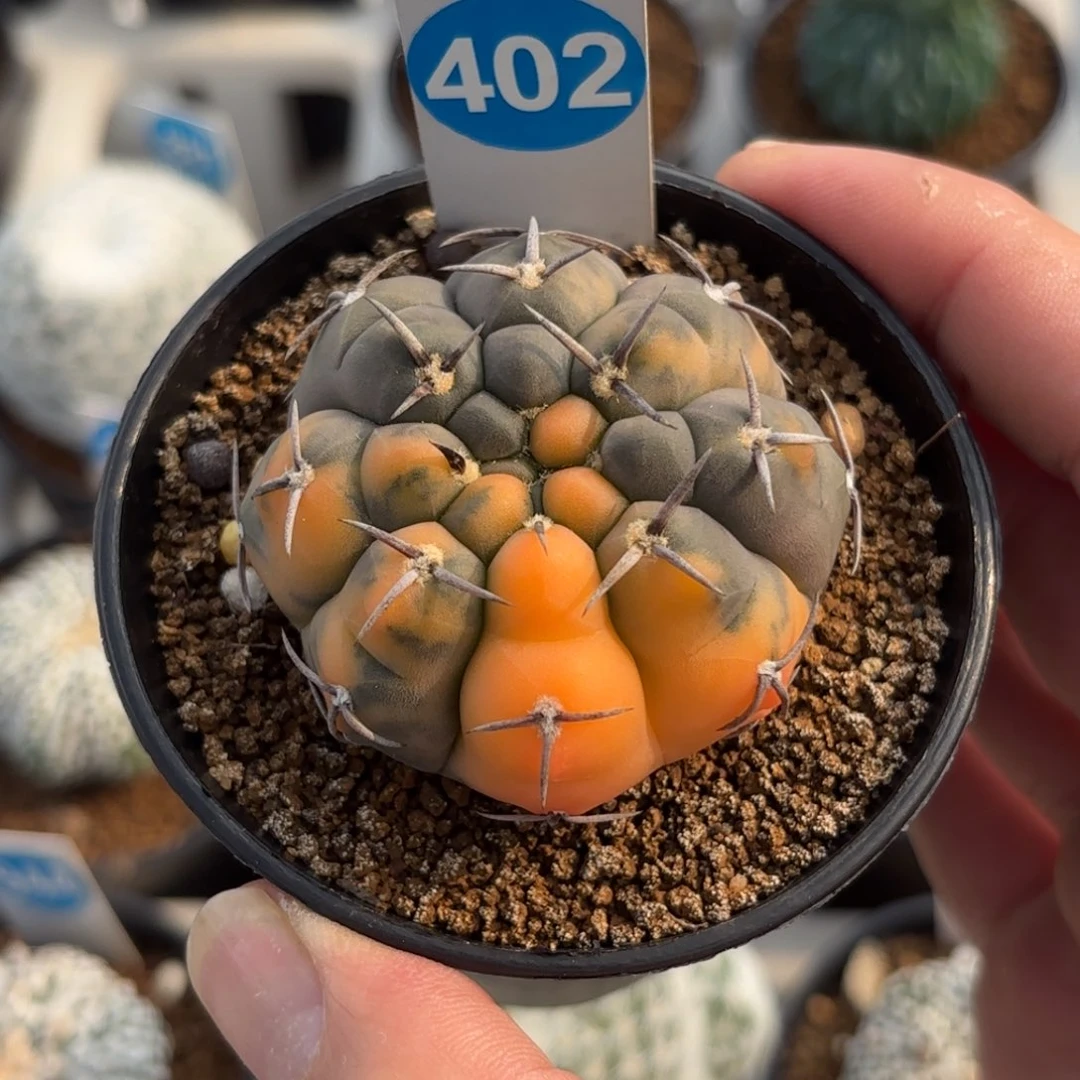 402实生三本刺锦带盆带土发货