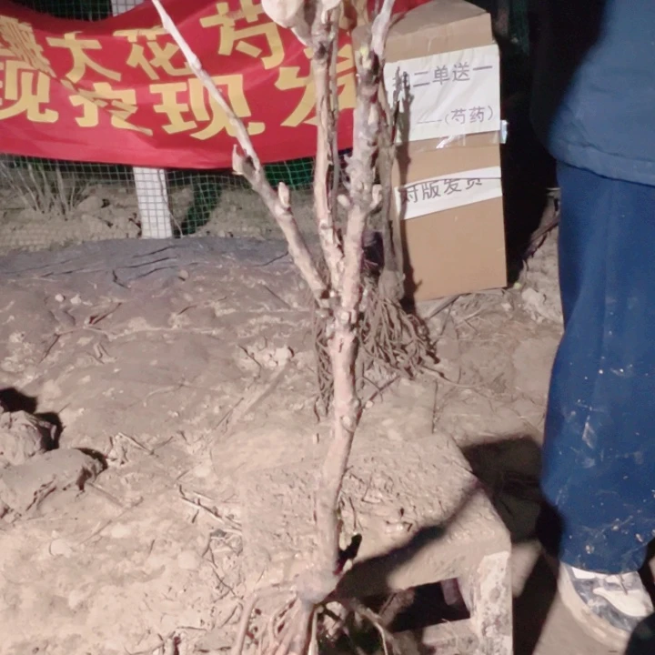 当前无花栽培后可以开花豆绿