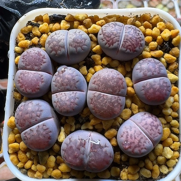 生石花3:：：，带。 77号