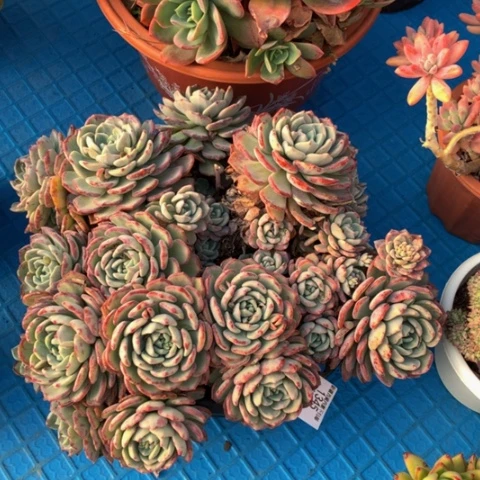 阳*暖1345千山雪多肉