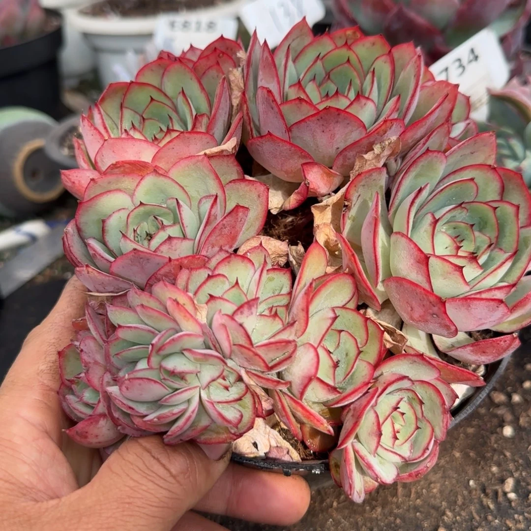 牡丹亭带缀一物一拍包装收缩花旱