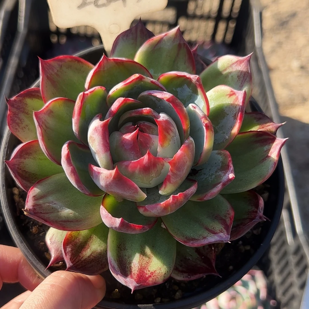 惊鸿仙子一物一拍2849号