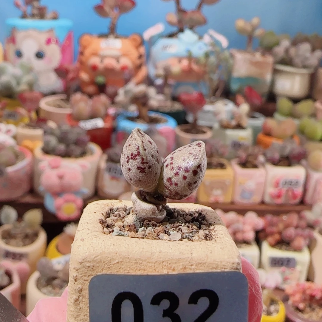 T达摩海豹盆口1.5cm