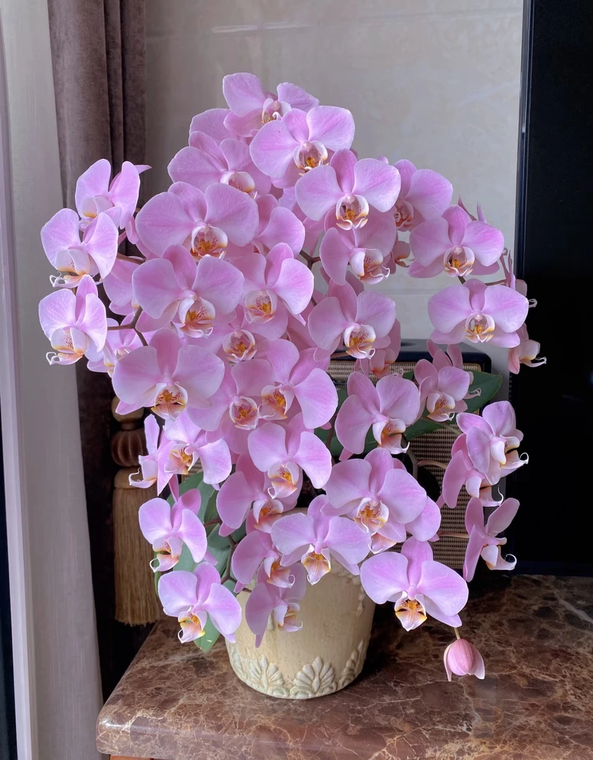 【无花剑 苗】密尔沃基-蝴蝶兰  2.8寸杯