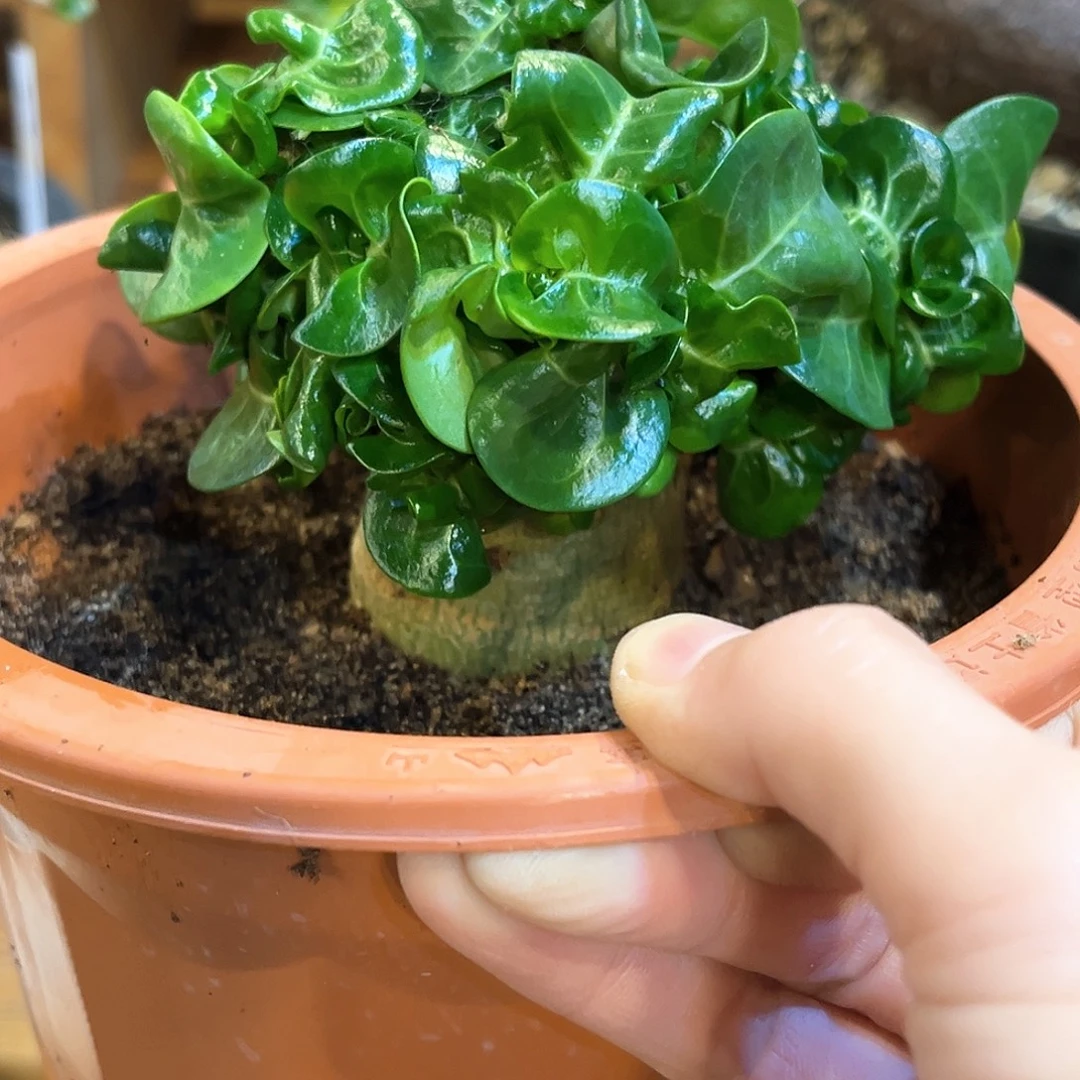 E***博潮流植物羊角卷叶沙玫，福利
