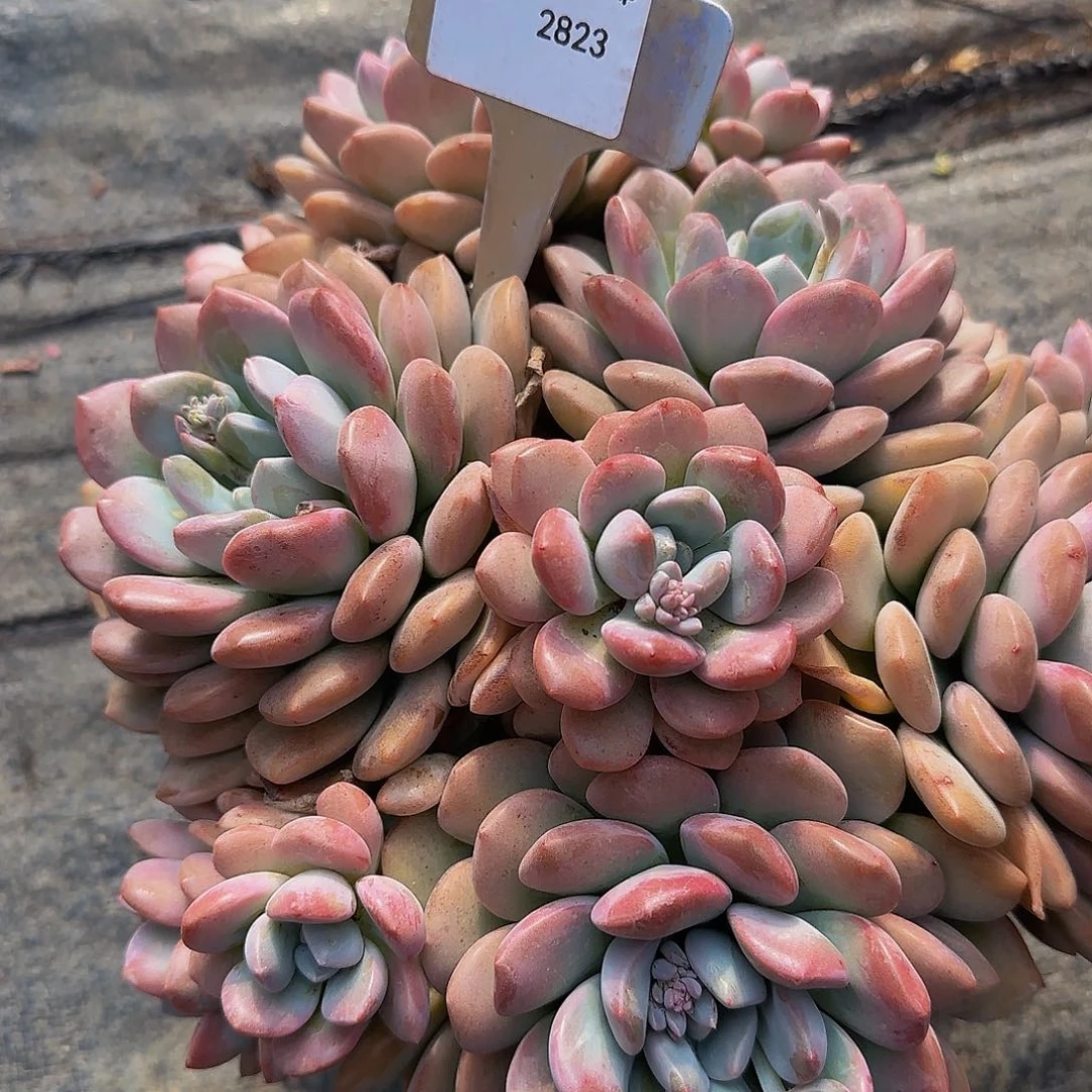 ?****?嗯嗯哦哦呃呃呃呃呃呃呃