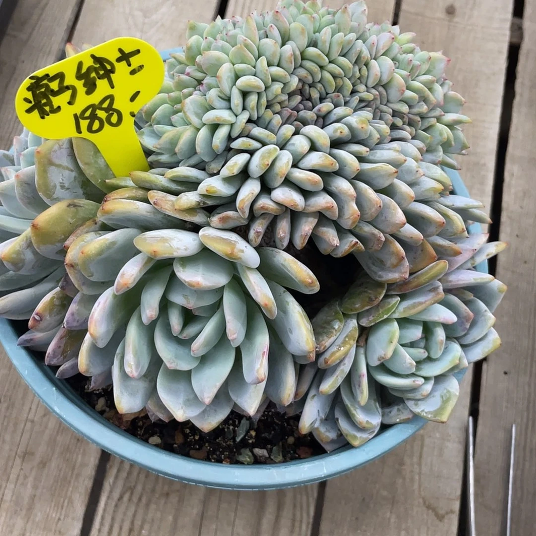 @***士瑕疵-星影缀化一个