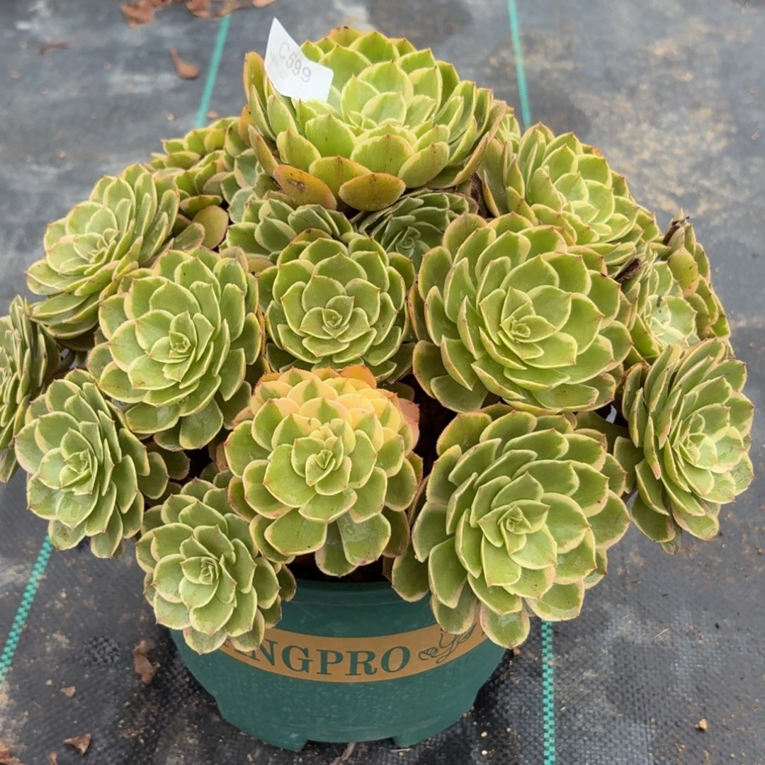 599粉花妖多肉植物