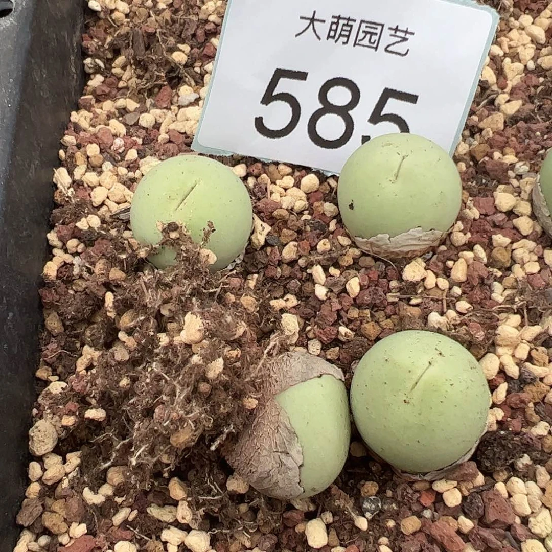 0000585量拍母本大鸽子蛋1颗尺寸1.9上下