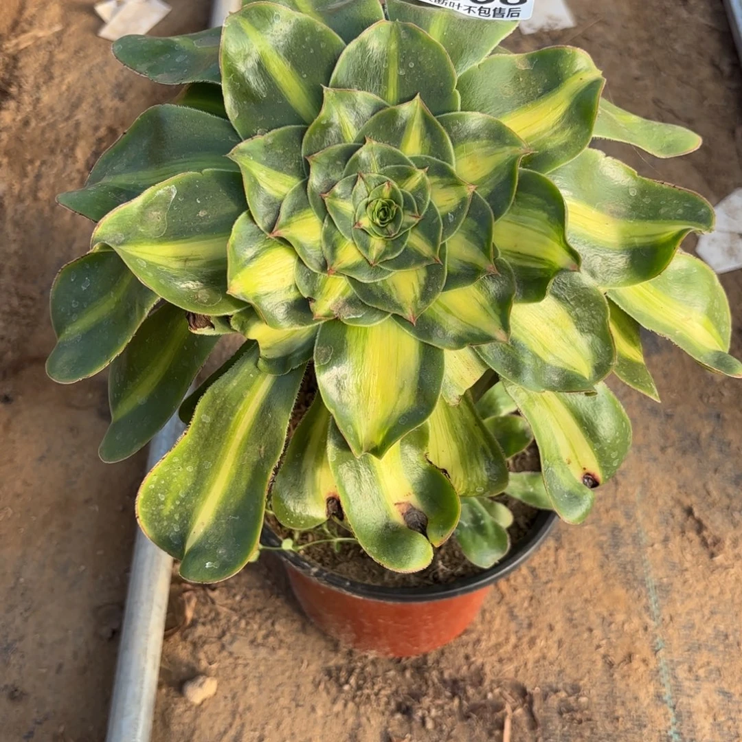 M. 1668暴君多肉，？ad'