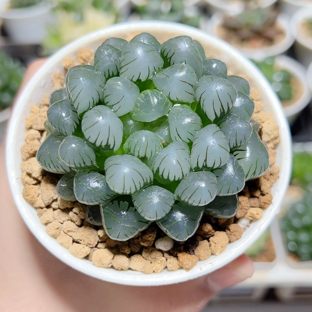 万象盆母本冰灯玉露