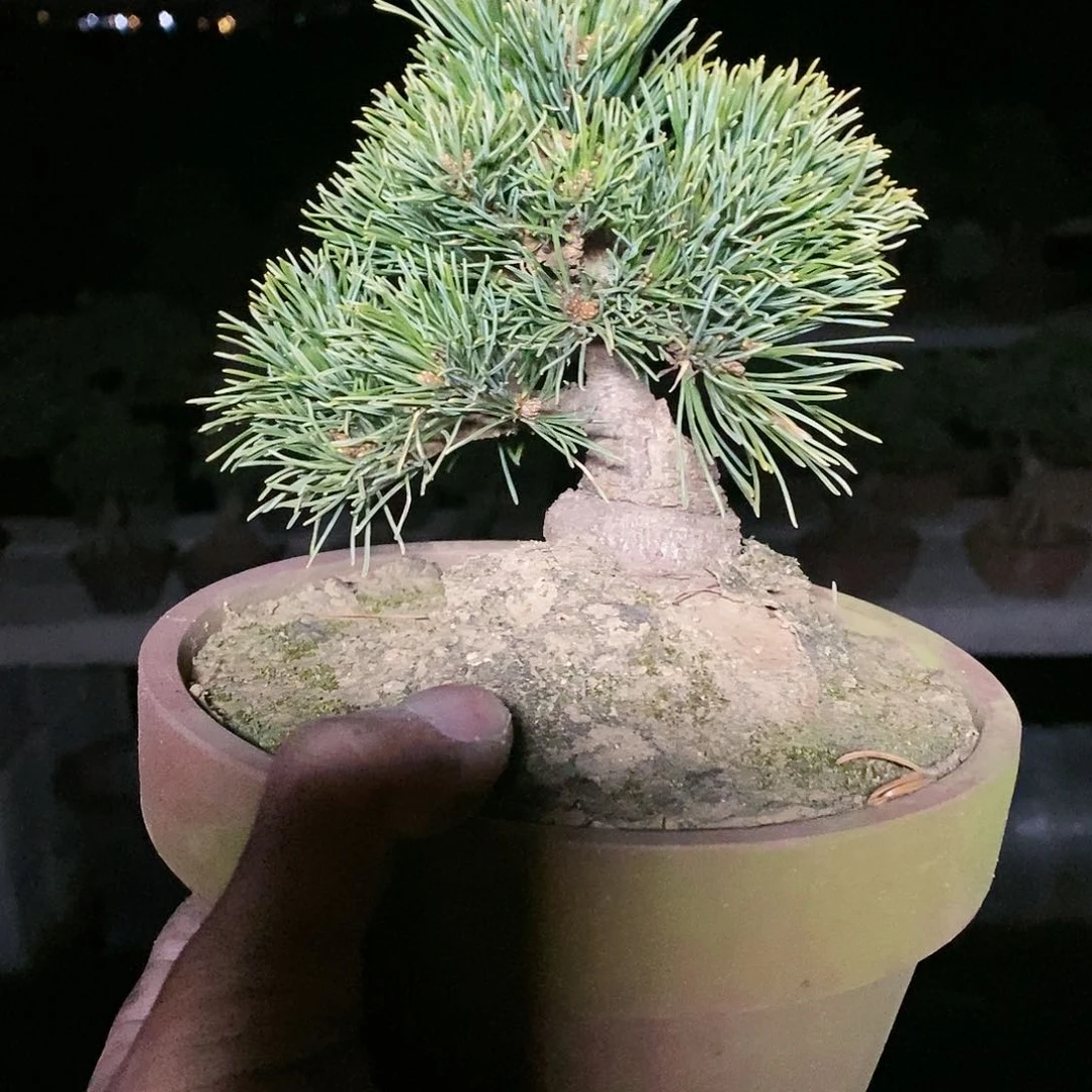 【闪购商品】无花朵