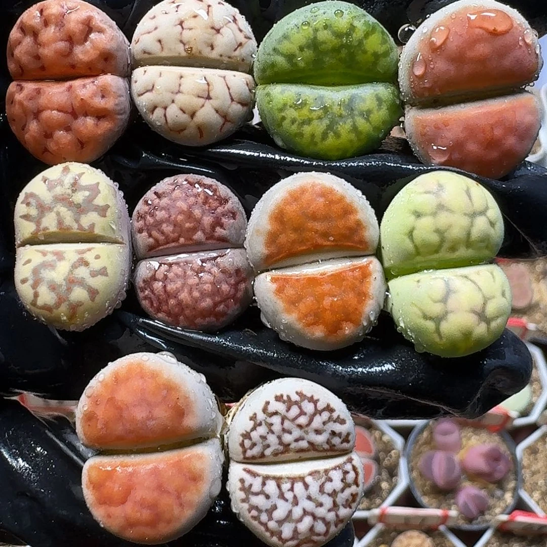 生石花111111。     159