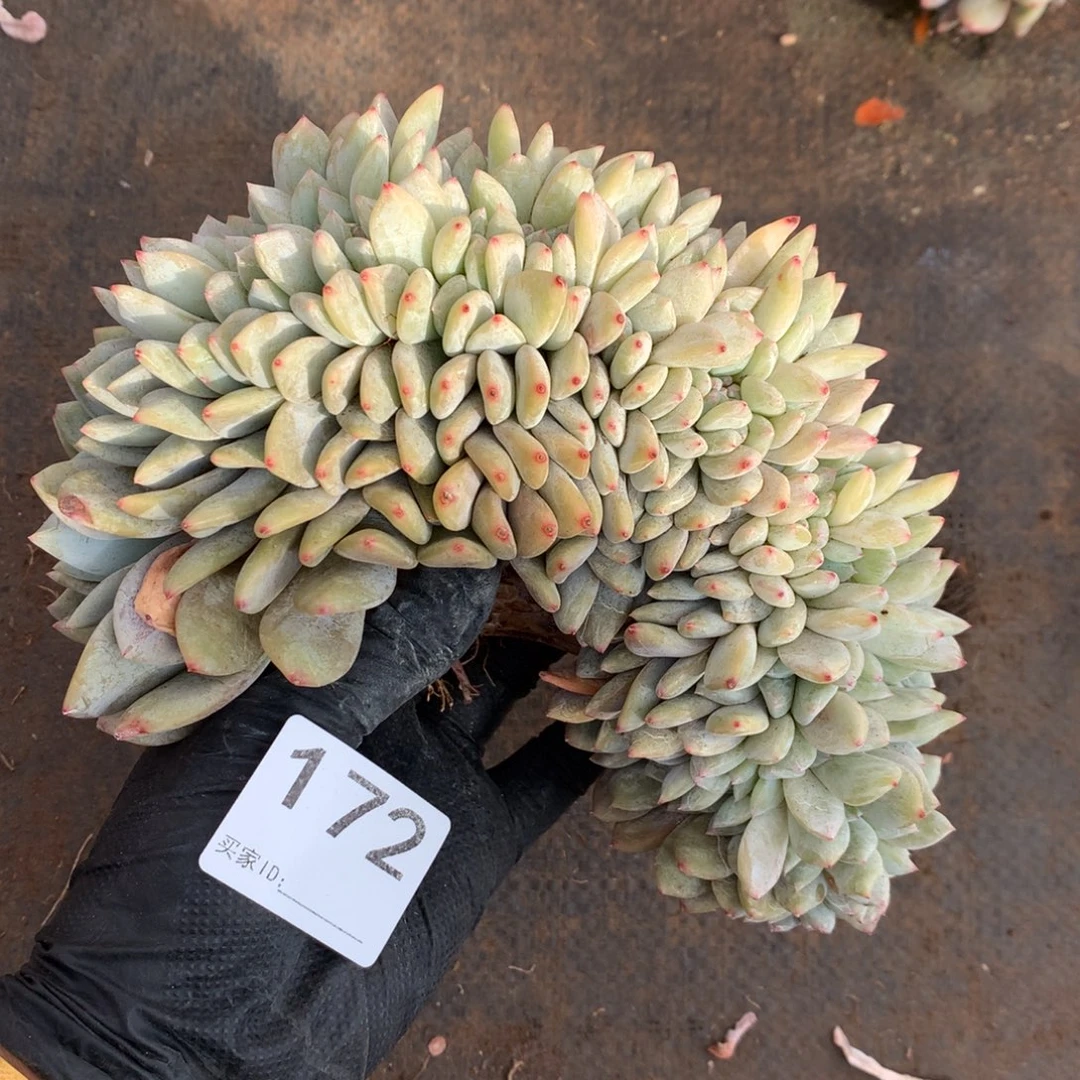 有瑕疵不售后172号新疆西藏内蒙古不包邮的