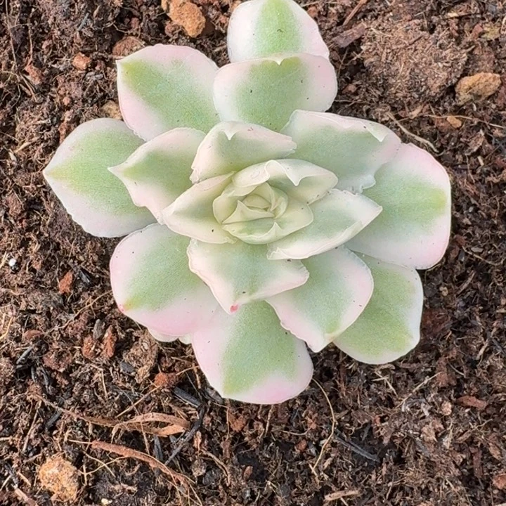紫蝴蝶锦一物一拍