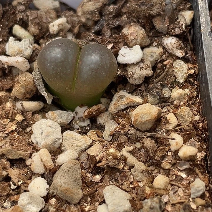 10-134小苗c10多肉植物