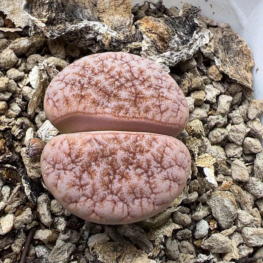 拿铁母本带盆发………………………