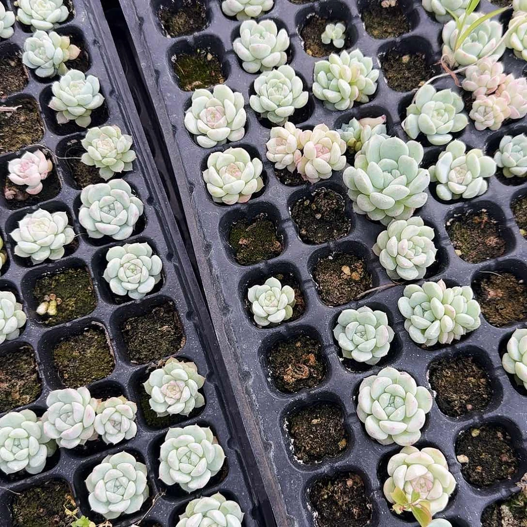 七仙女穴一个满25包邮