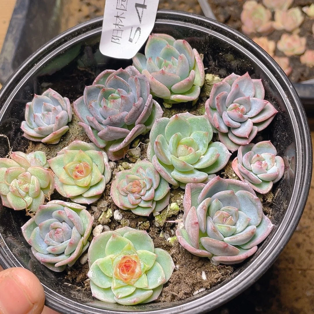 多肉植物多肉植物541