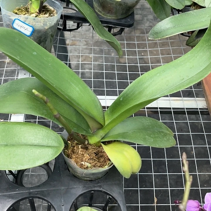 正****轻大辣椒2.8带剑发货