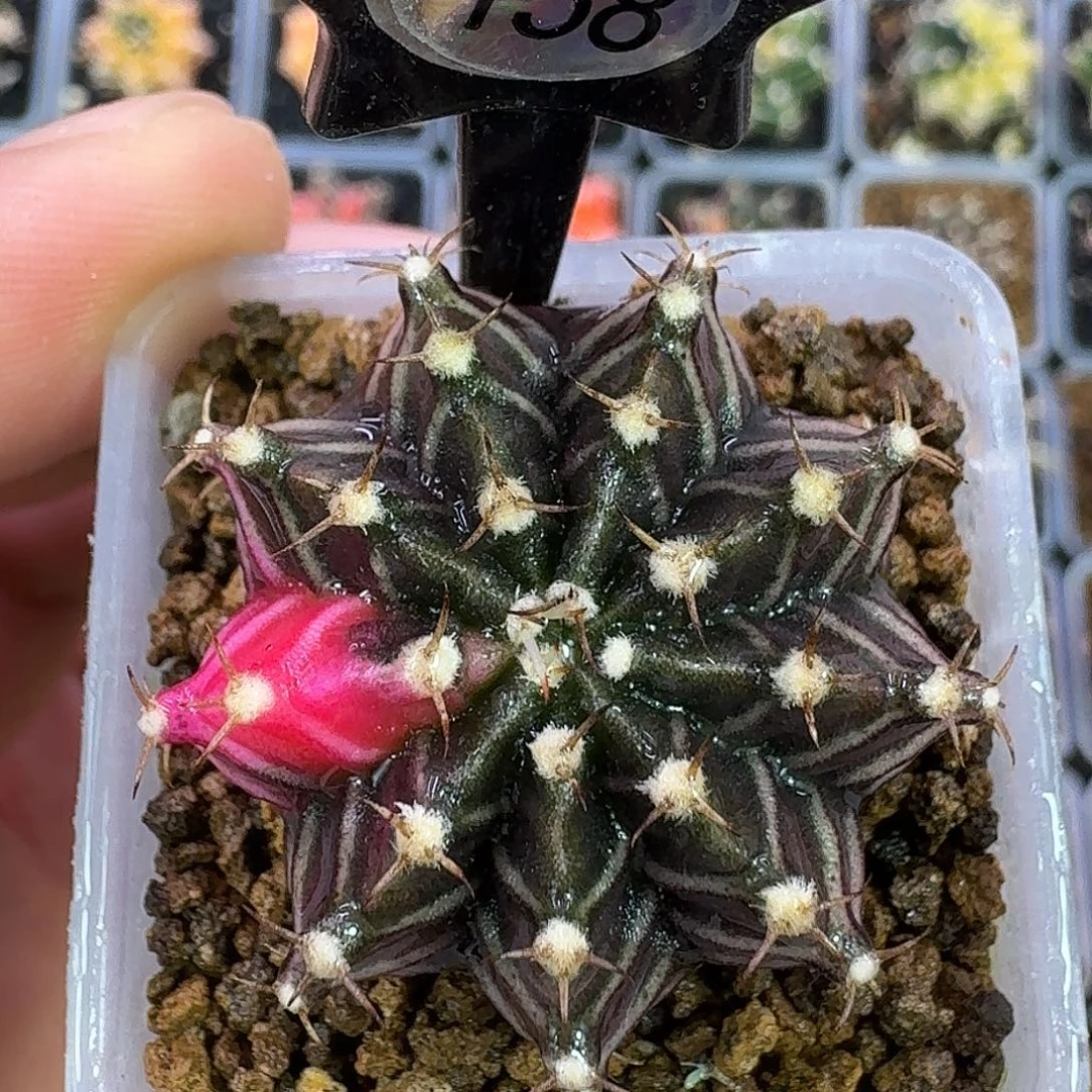 米哈实生自然锦原盆发158