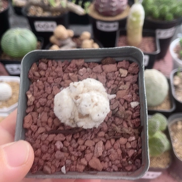 200刨花角厚墩菊块根