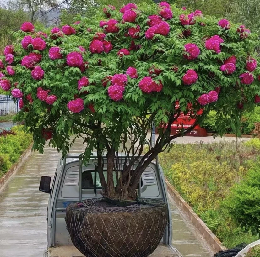 紫斑牡丹花甘肃基地直发带土球直播间选苗一物一拍