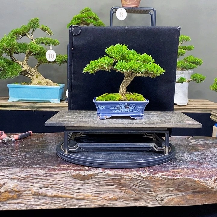 无花朵黄杨盆景四季常青