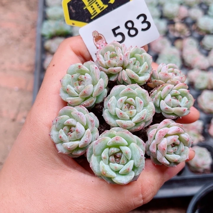 多肉植物多肉植物
