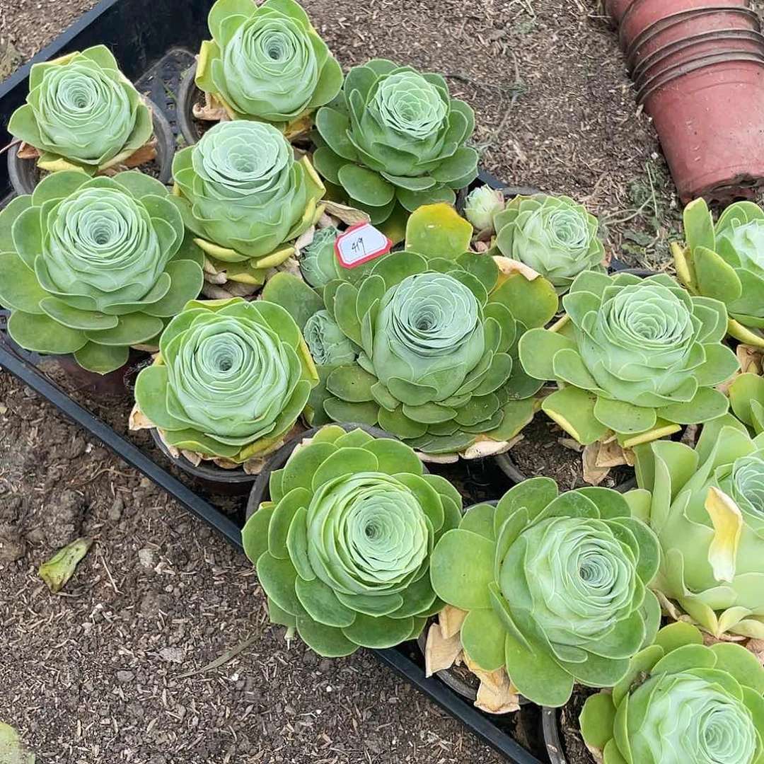 ⋆****山地玫瑰15颗 419