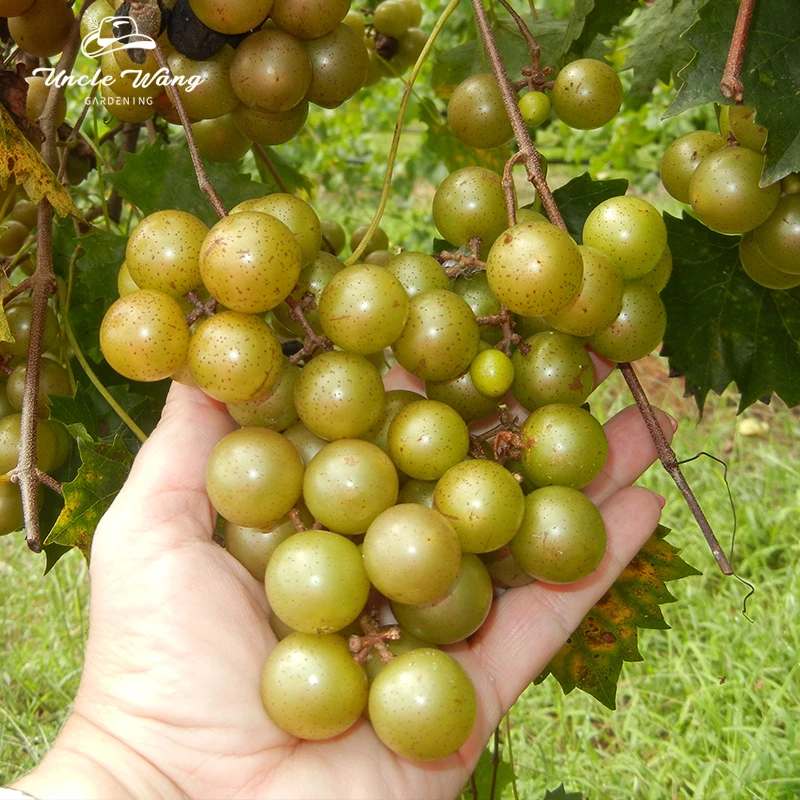 种花王大爷 圆叶葡萄6加仑红宝石阳台盆栽庭院种植果树苗简单好养