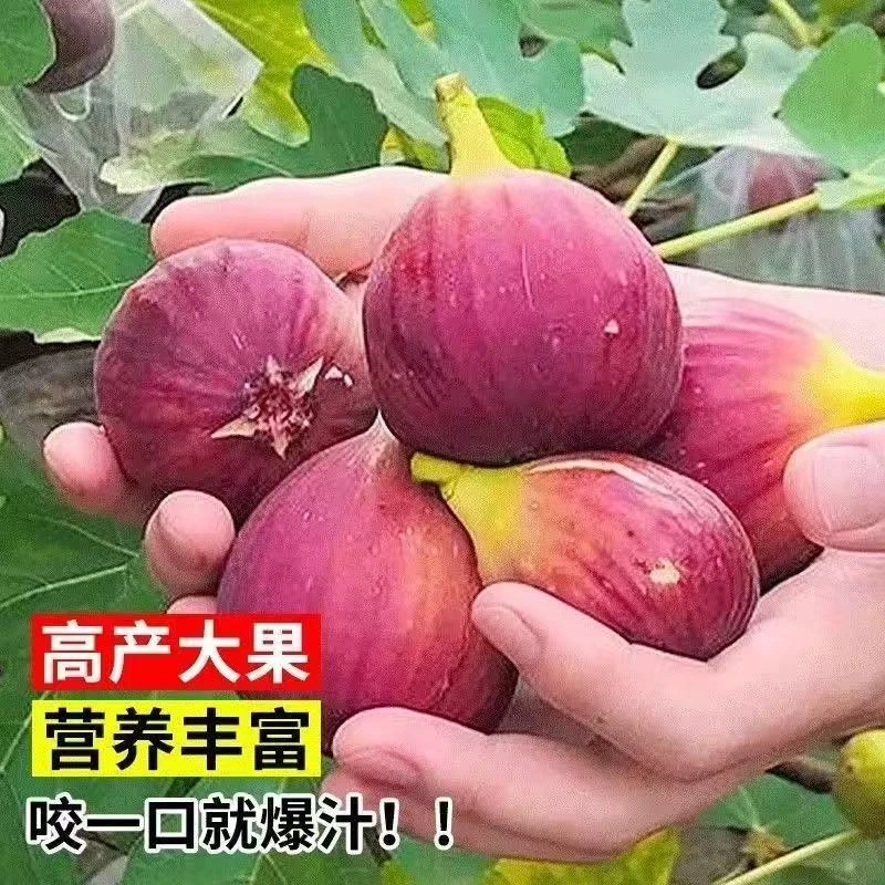 无花果树苗青皮波姬红蜜桃特大果盆栽地栽南北种植带果发货果树