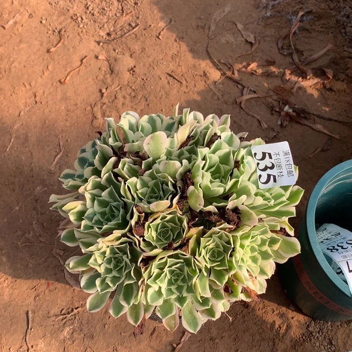 535白凤绣球4号棚