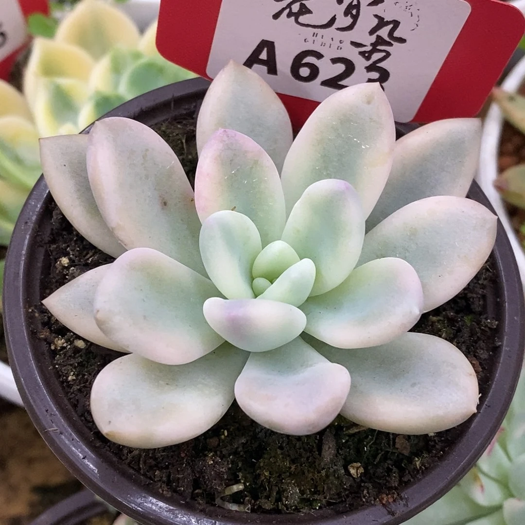 623新奥普哈哈哈哈哈哈