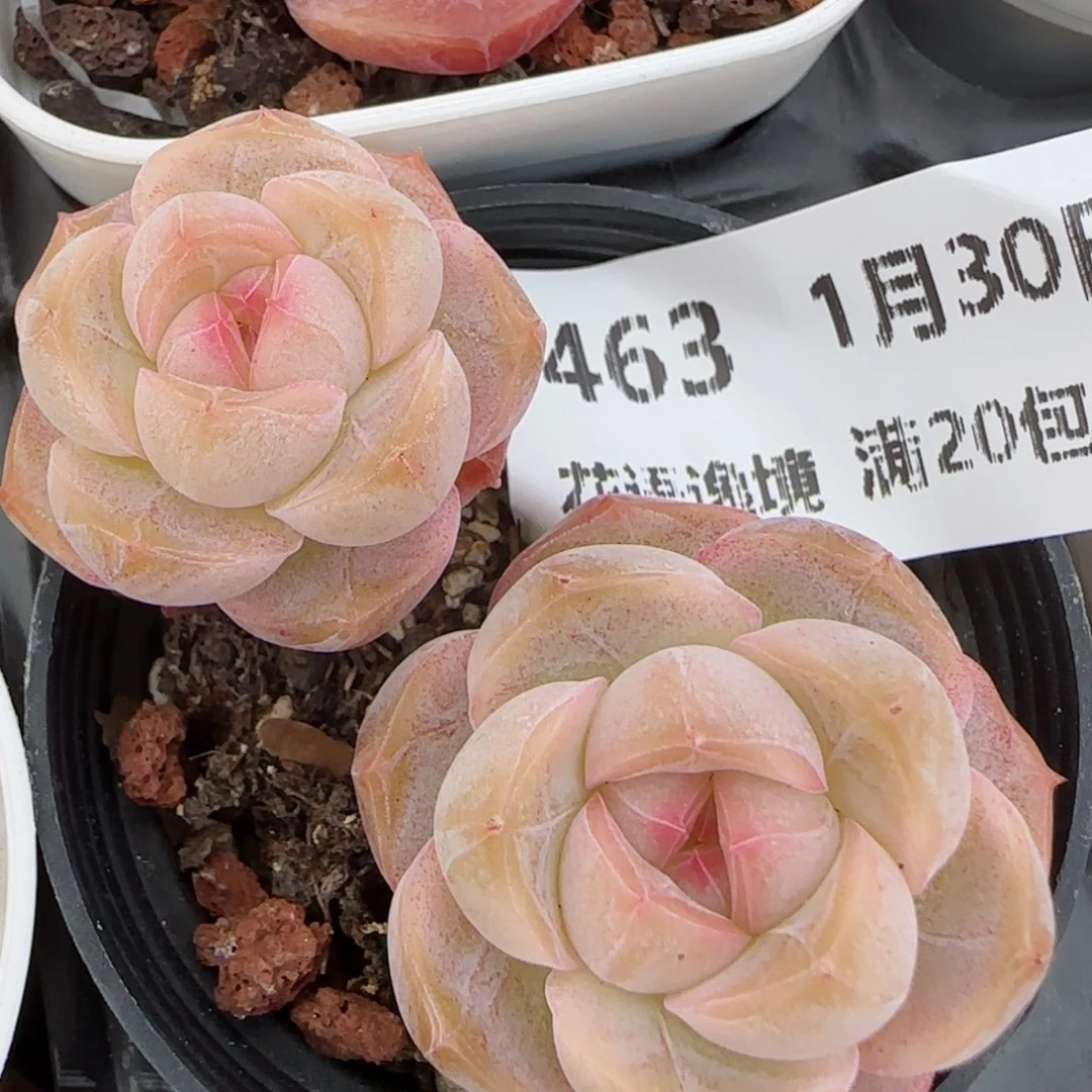 花语逸镜0130-463