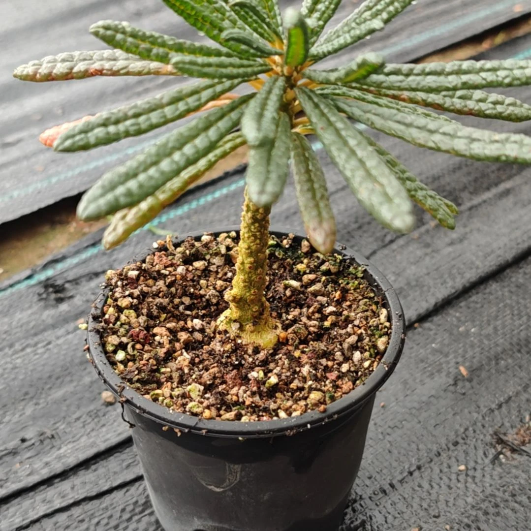 泡泡叶巨多肉植物