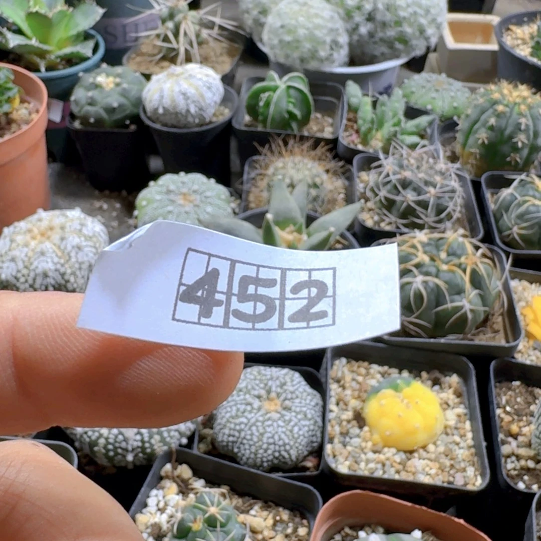 希***望452莫邪菊带盆发另选一个