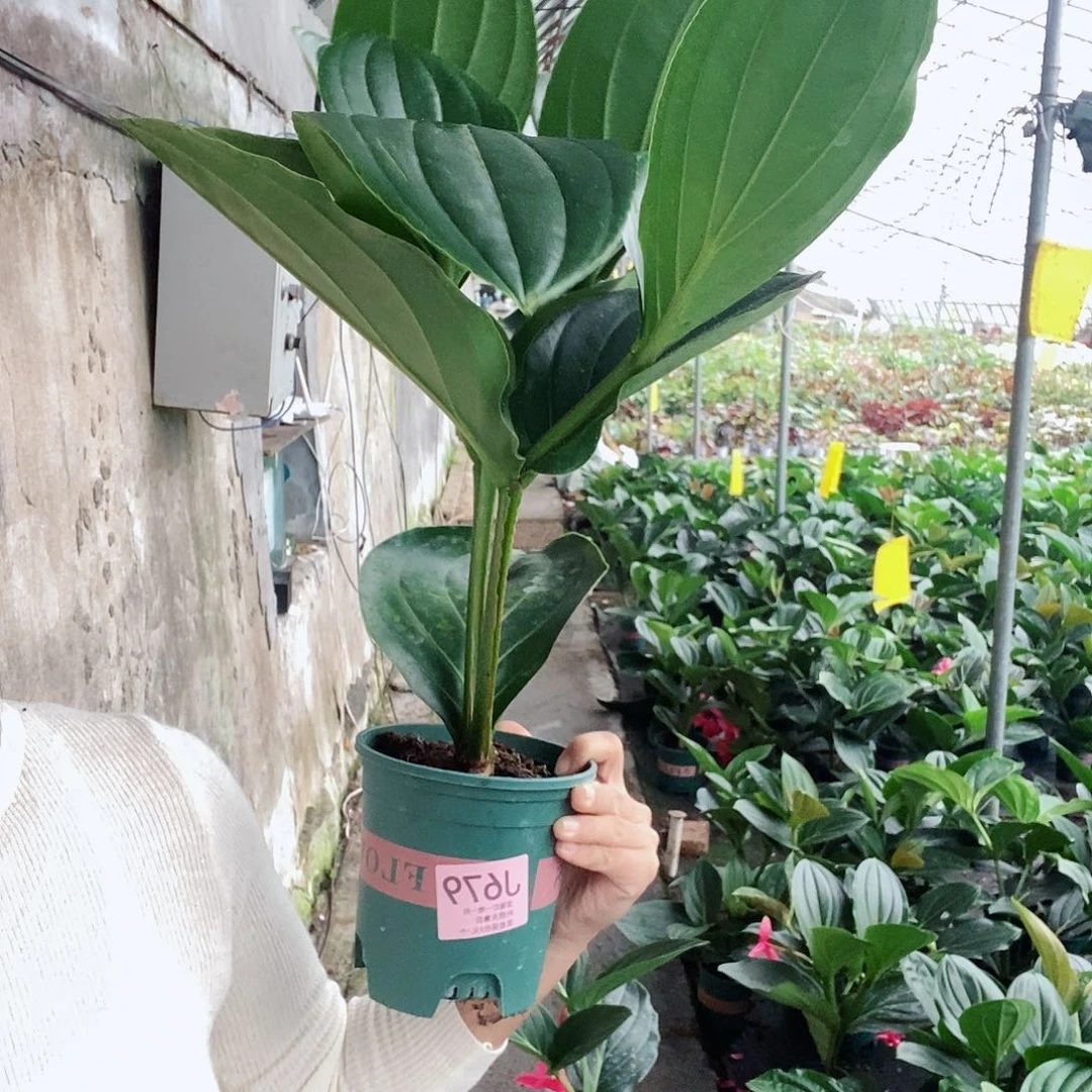 无花朵用****5木本花卉679